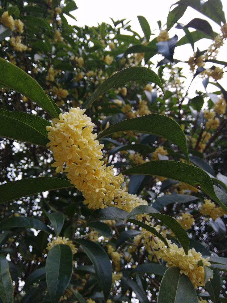 Osmanthus fragrans